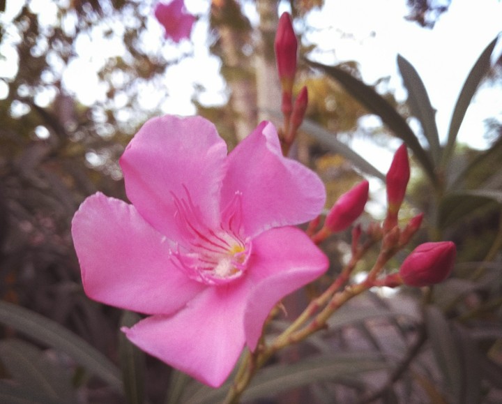 pink