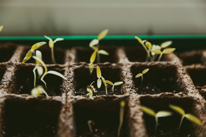 plants