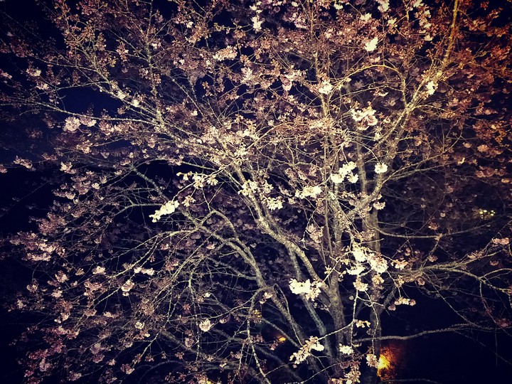 櫻花Sakura