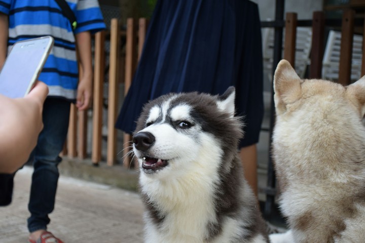 Husky