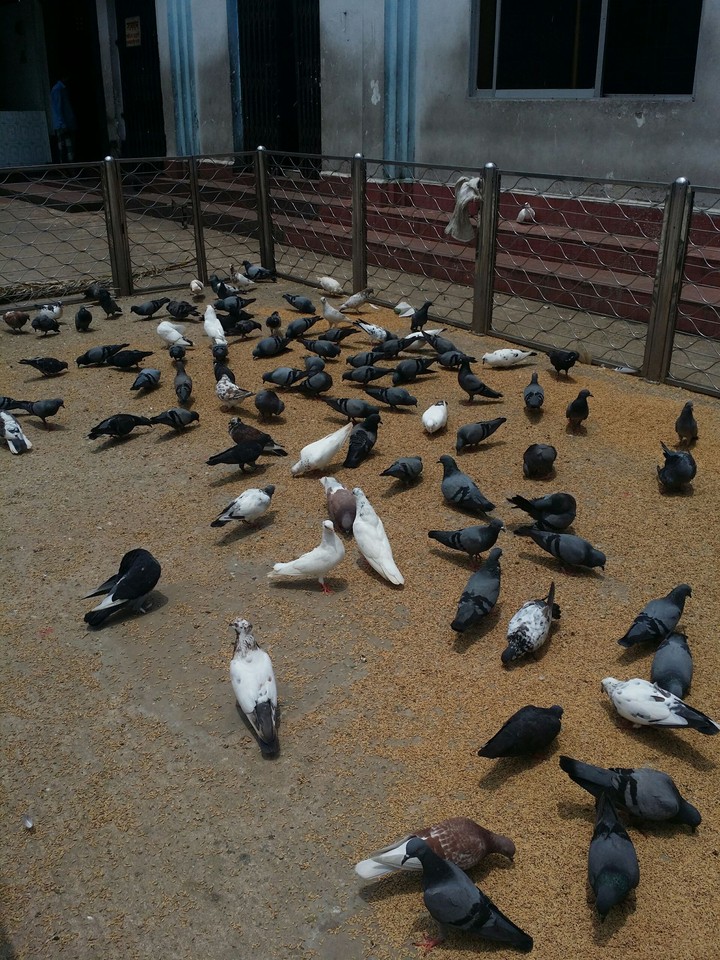 pigeons