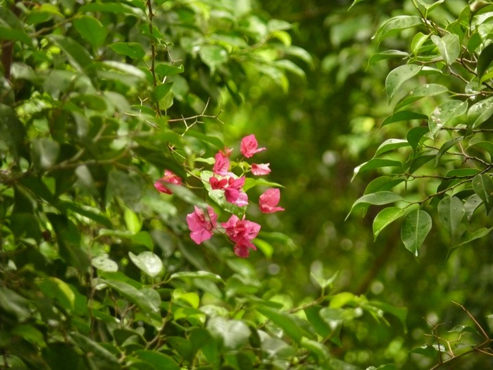 pink beauty