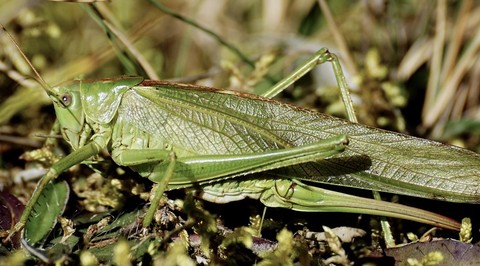 ταπετσαρίες orthoptera, wildlife