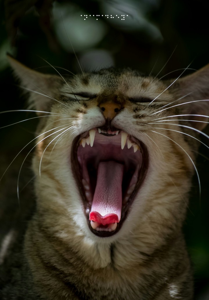 yawning cat