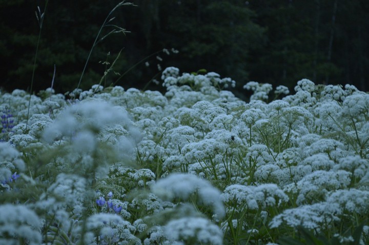 flover