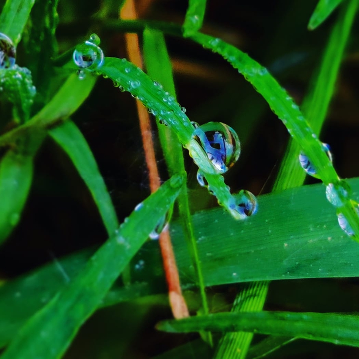 Dew