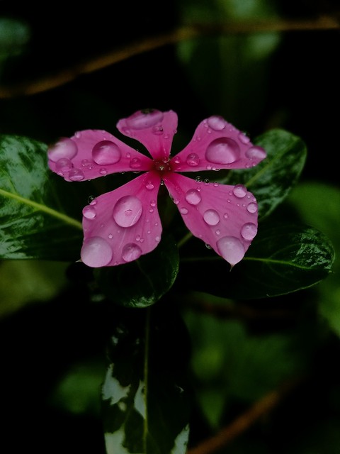 тапети plant, flower