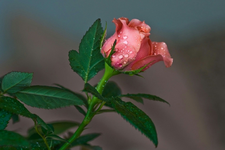 Rose