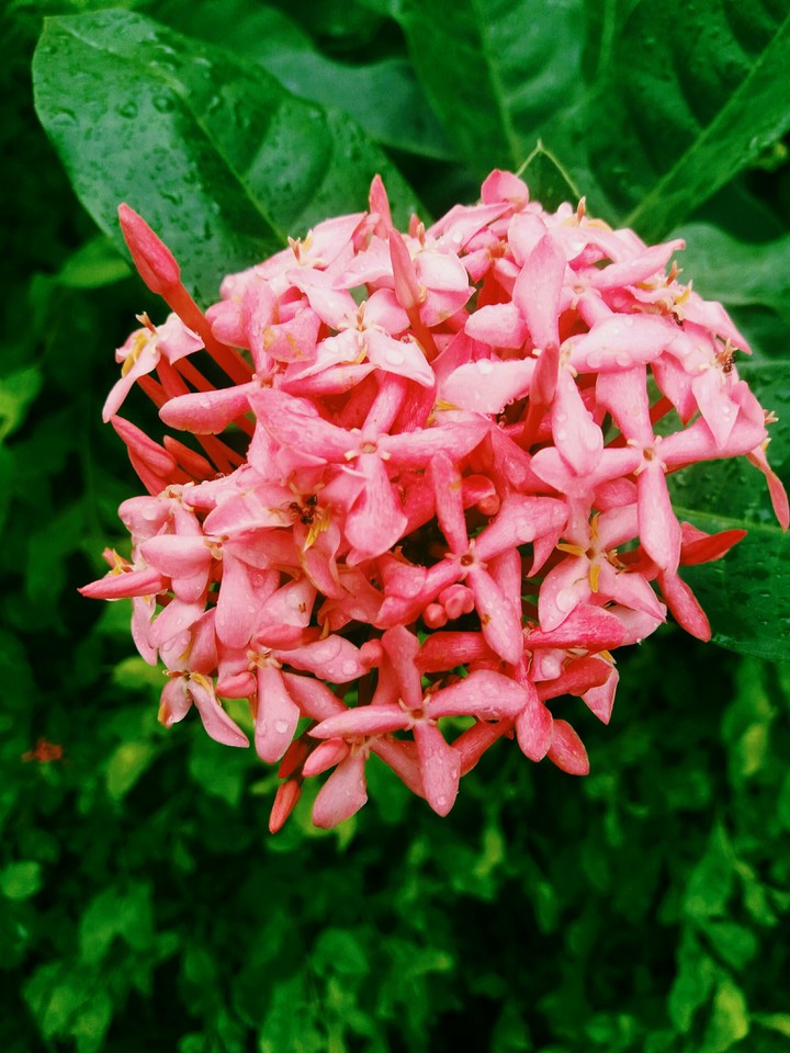#flower....
