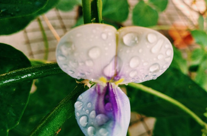purple
