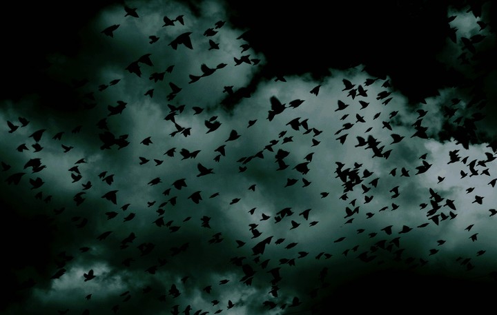 birds