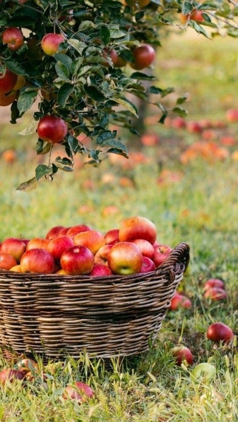 apple, produce wallpapers