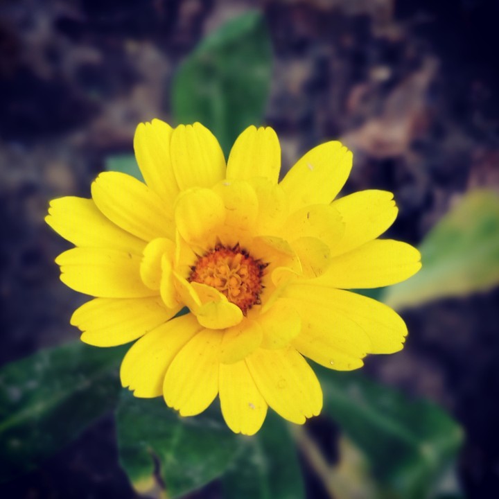 Love Flowers.. Love Nature... ❤️