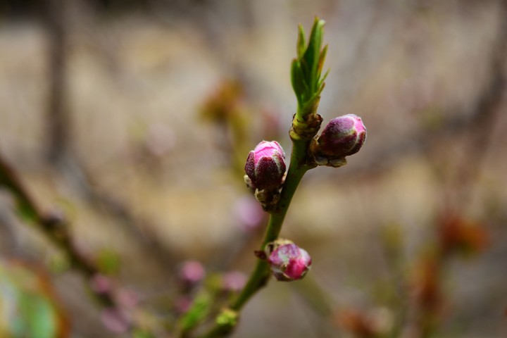 spring 