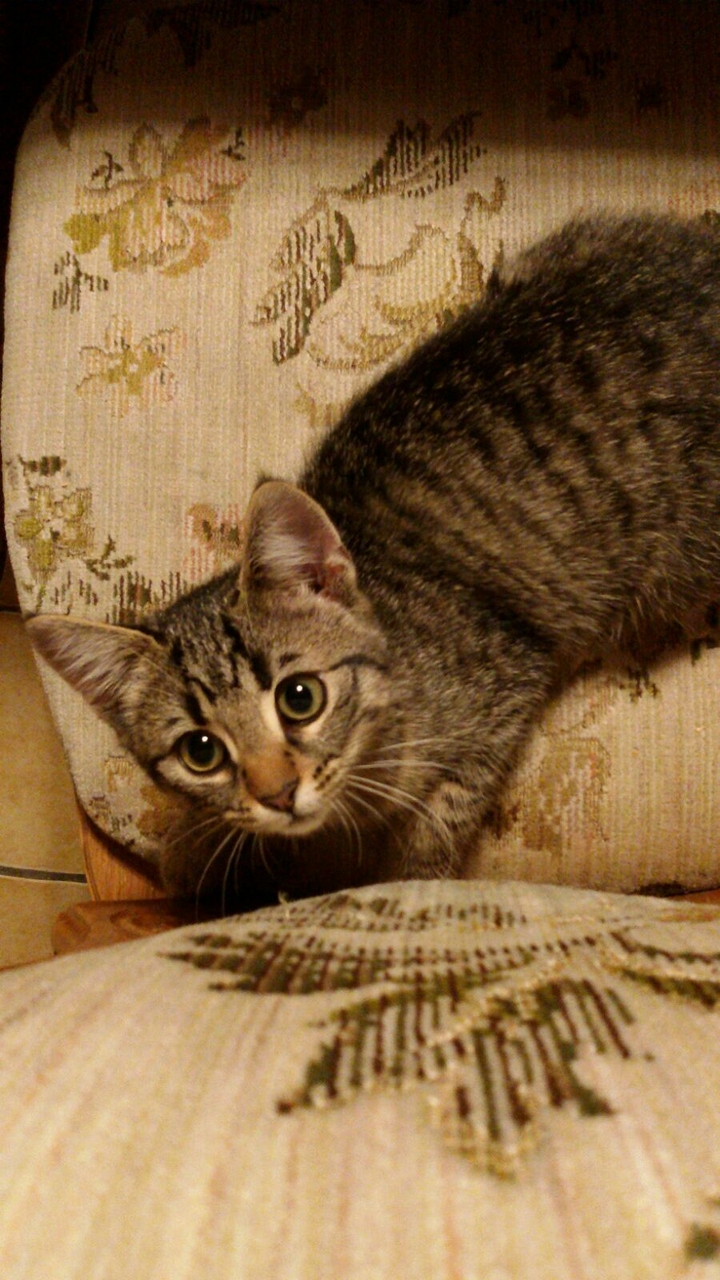 my cat