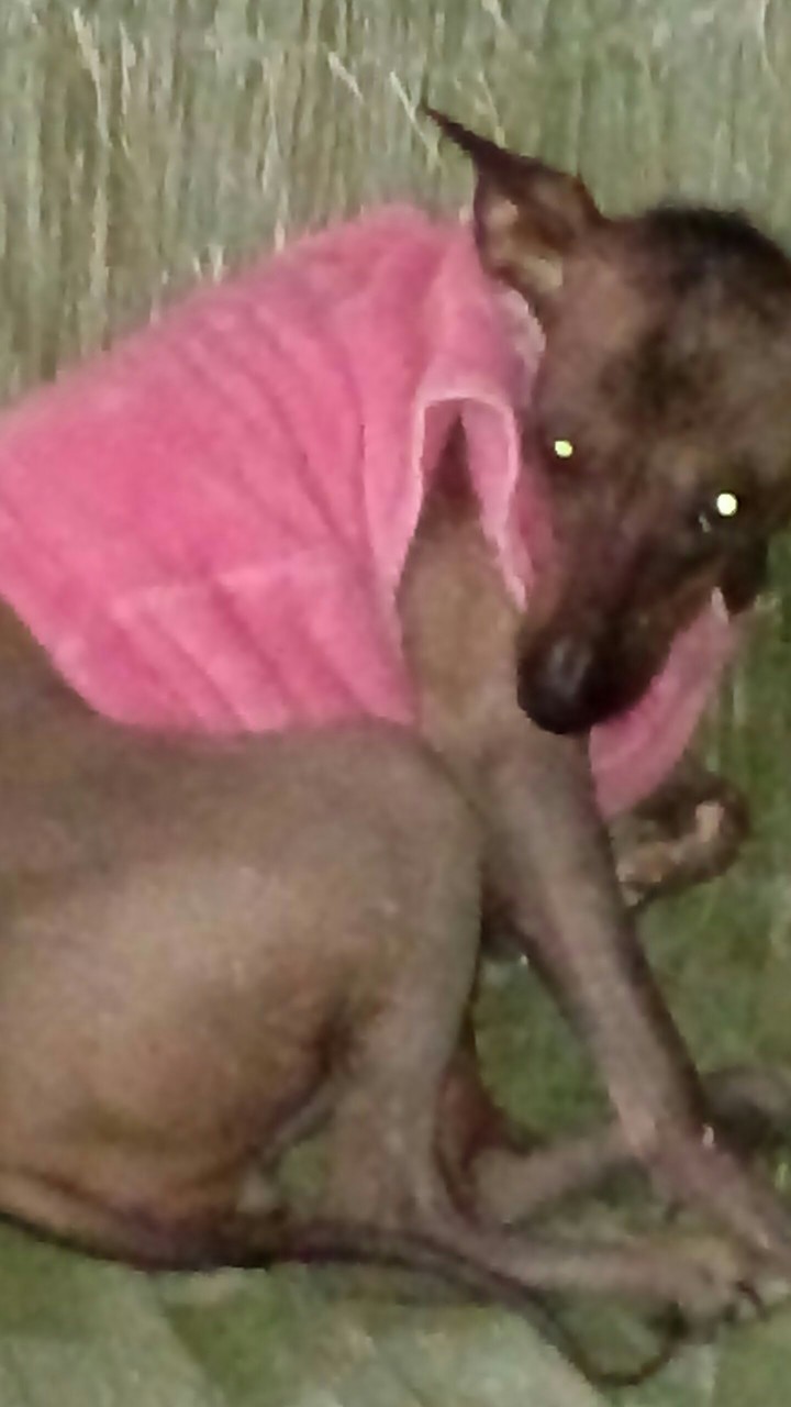 любимцы