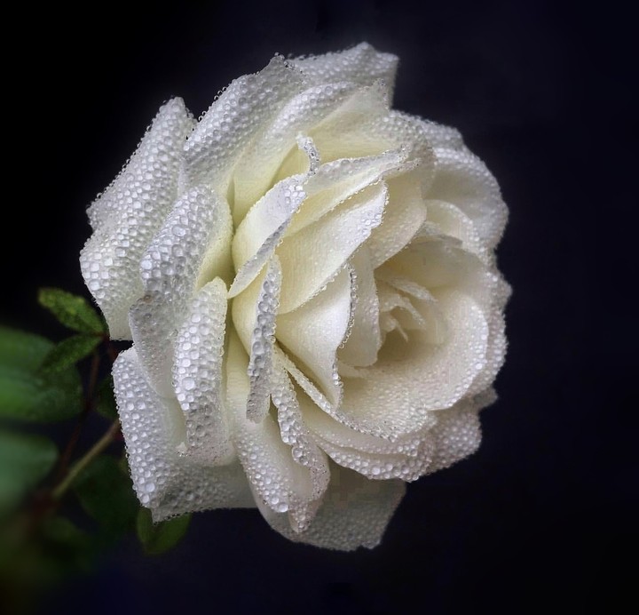 White_rose
