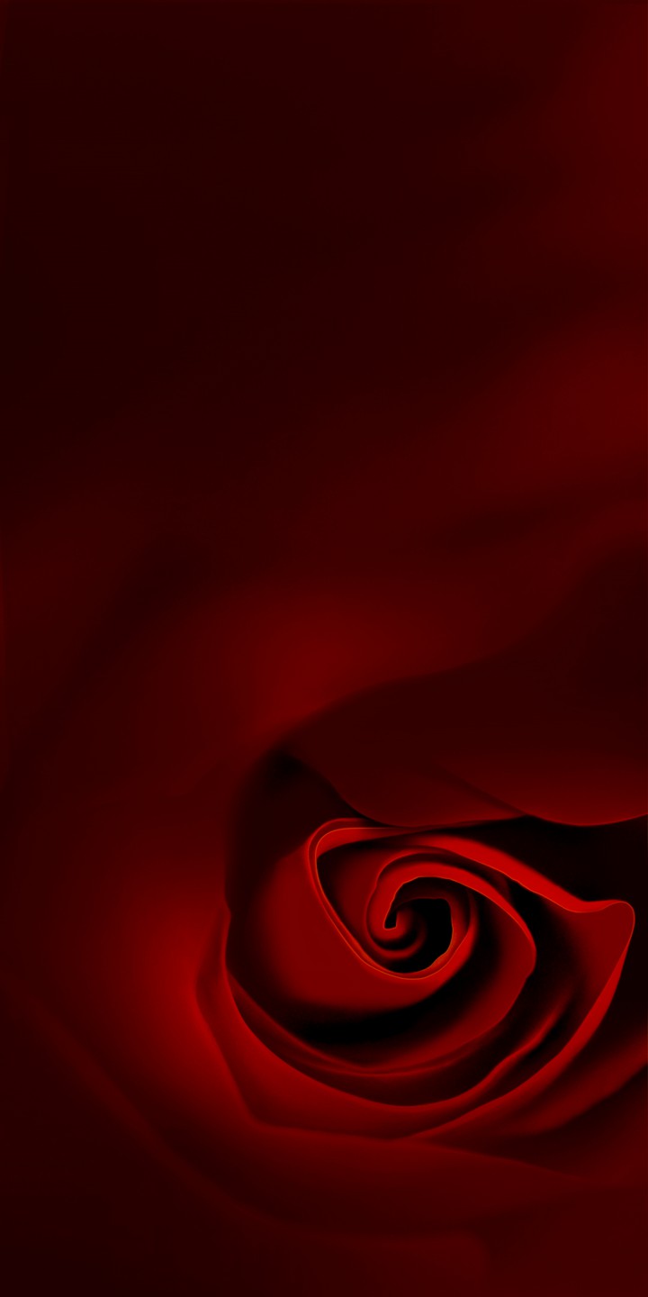 Red rose