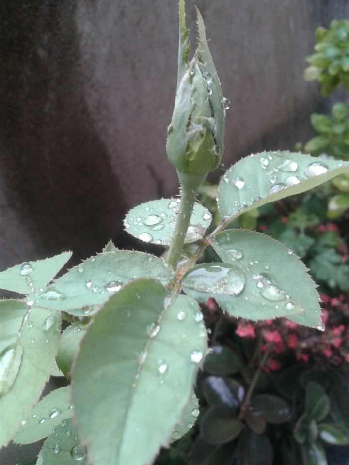 Bud of rose