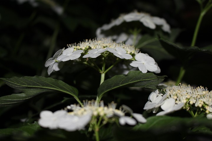 Viburnum