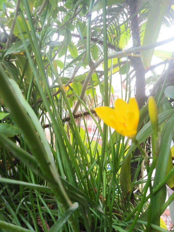 deffodils