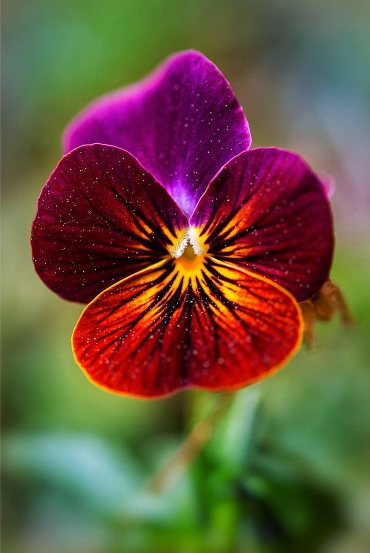 Macro