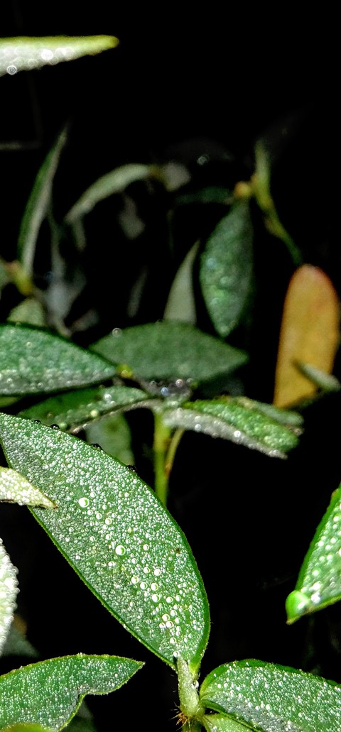 natural ose