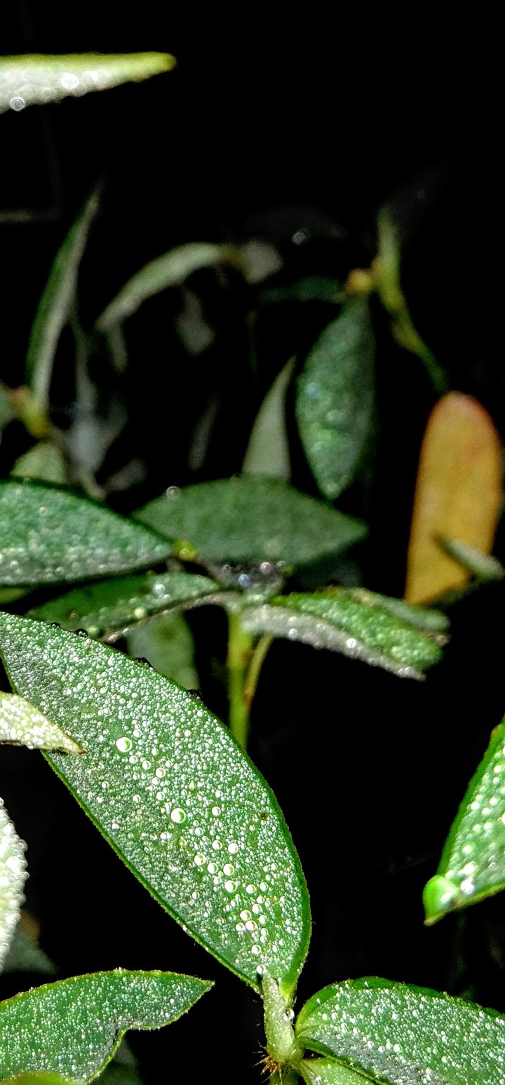 natural ose