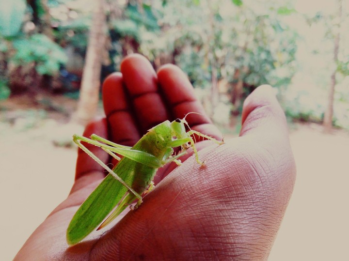 grasshopper