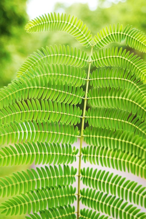fern, phyllanthaceae वॉलपेपर