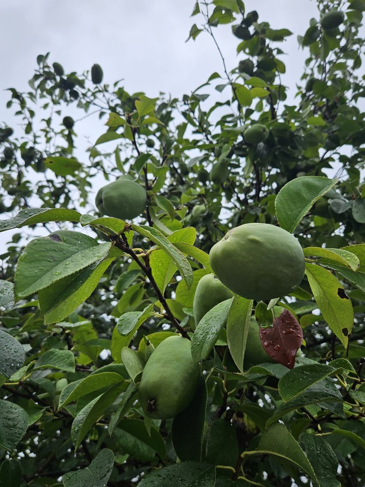 тапети food, fruit