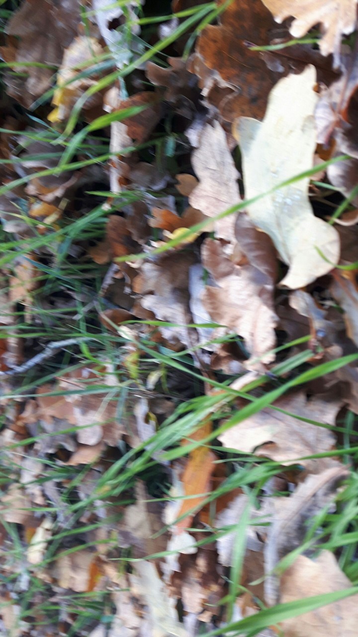 Natur
