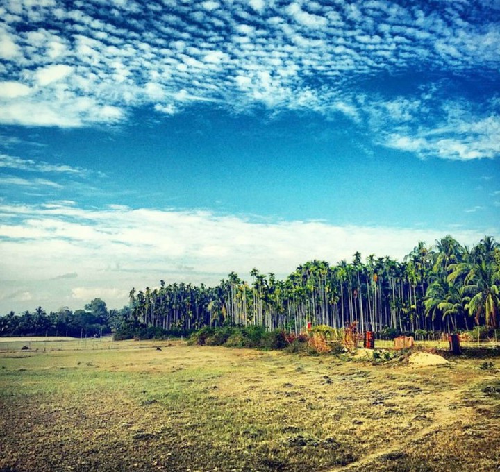 Natural Photo Including Tree And Sky