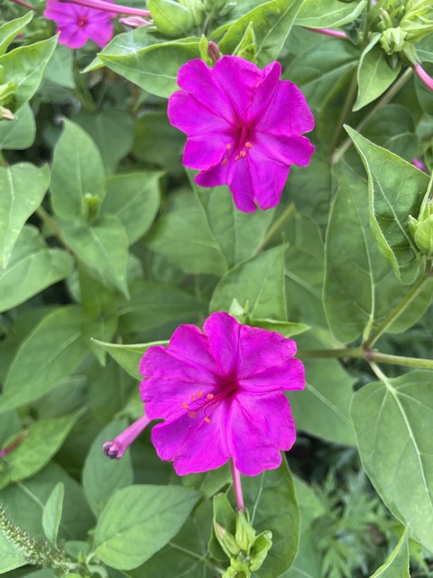 шпалери closeup, flower