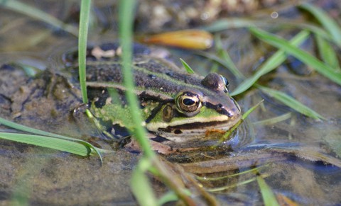 amphibian, frog wallpapers