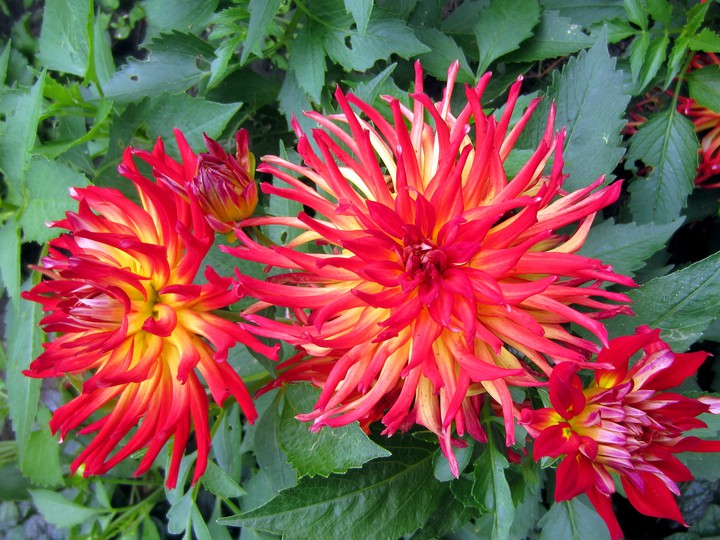 Dahlias