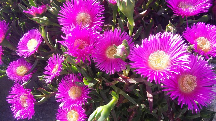 flowers