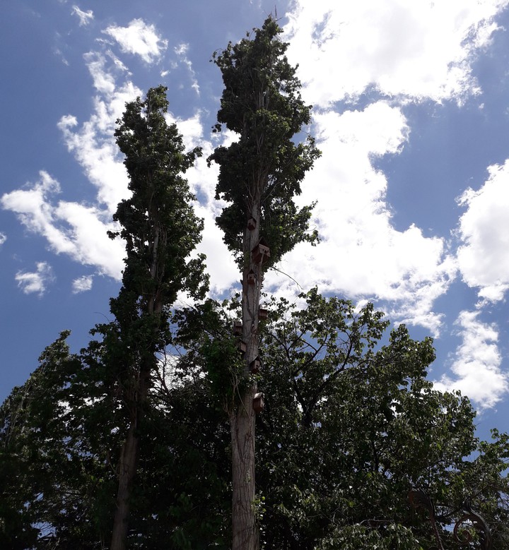 tree | sky | cloud | nest