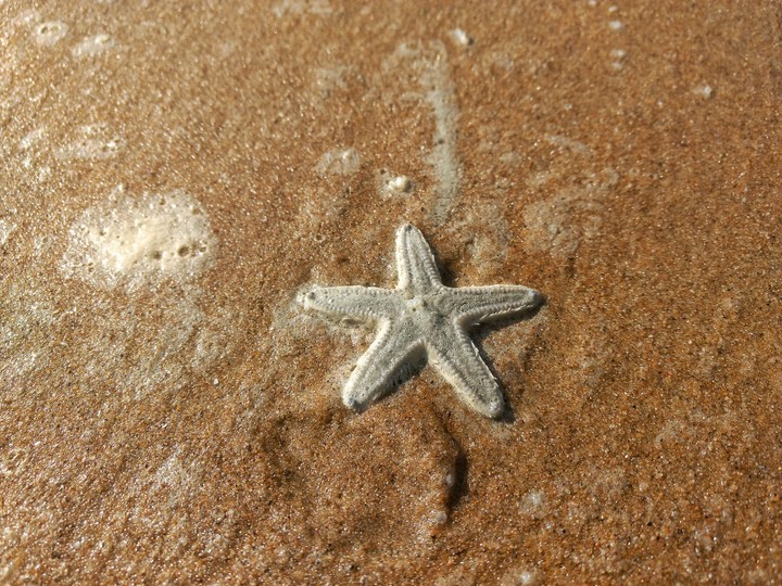 starfish