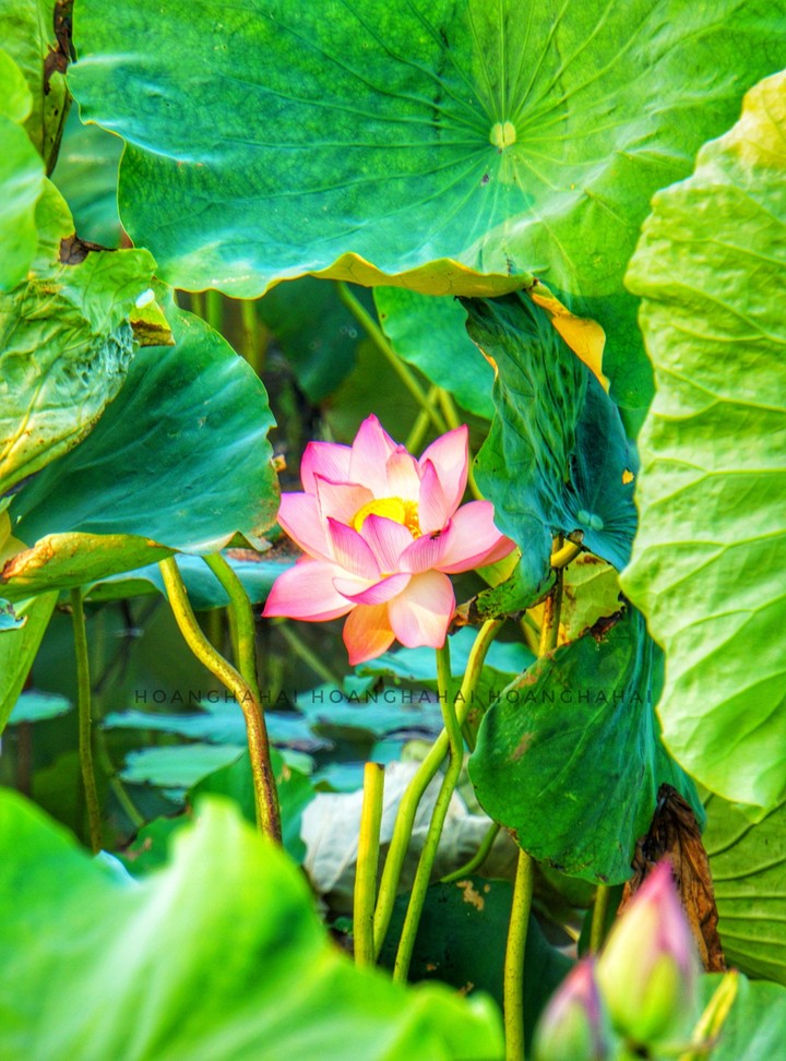 lotus