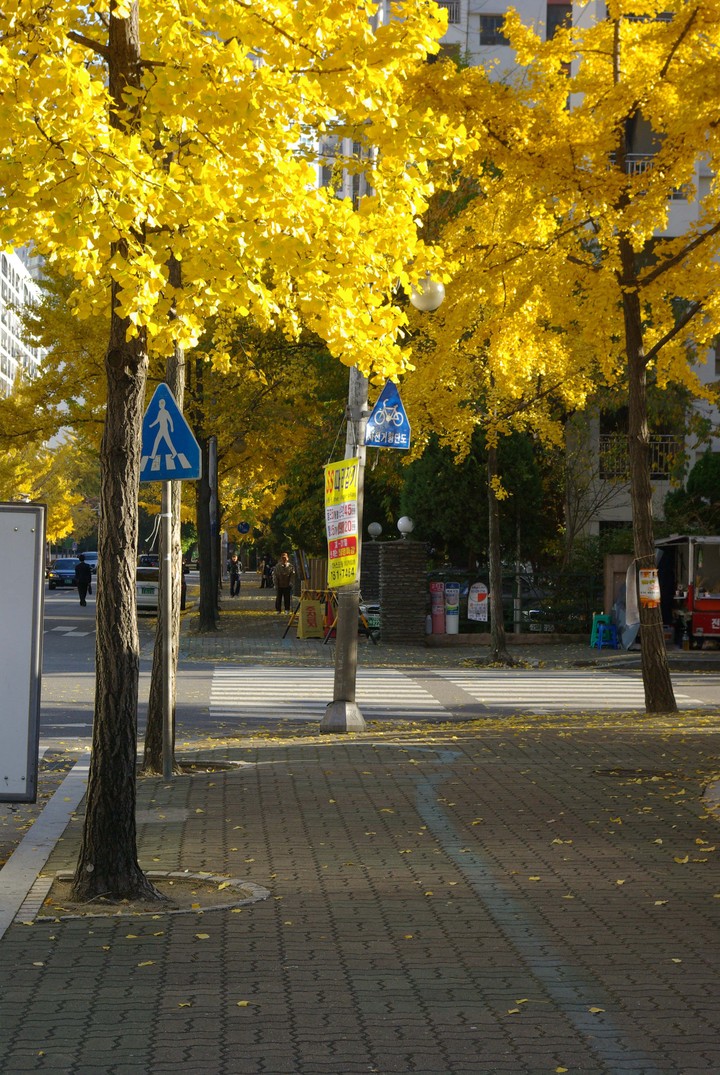 Ginkgo Tree