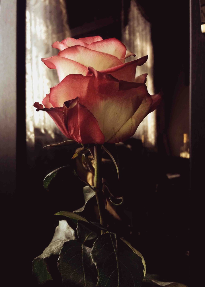 rose