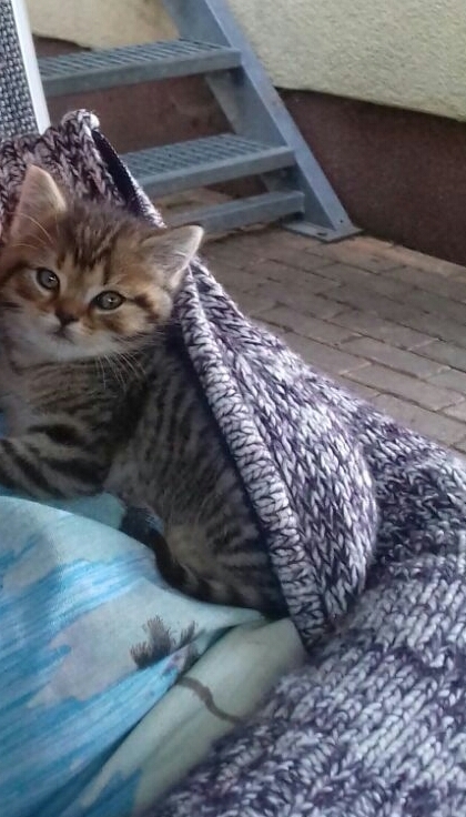 Katze