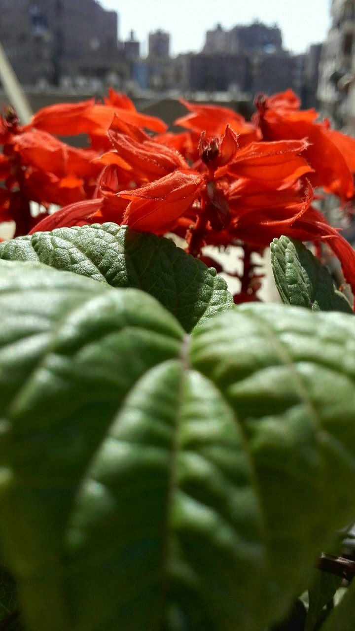 may red flower
