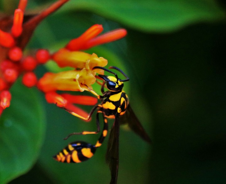 Wasp
