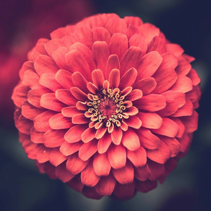 Flower red D
