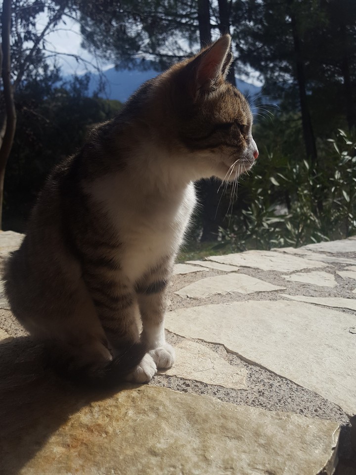 travel, nature, green, mountain