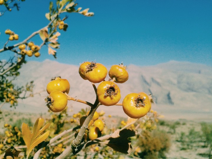 Alij Tree