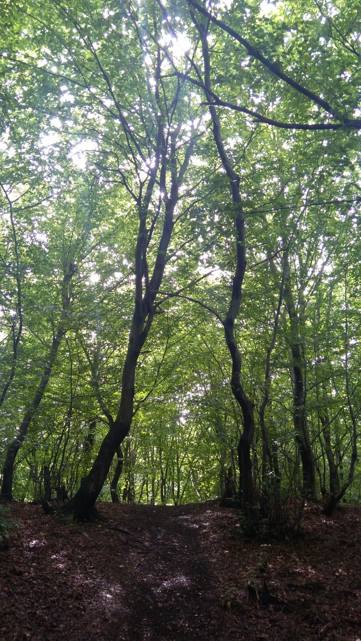 Peaceful forest, green trees and sunshine.