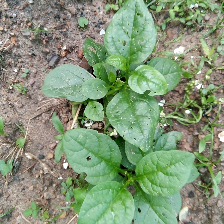 """"""My Home Garden Cultivation""""""